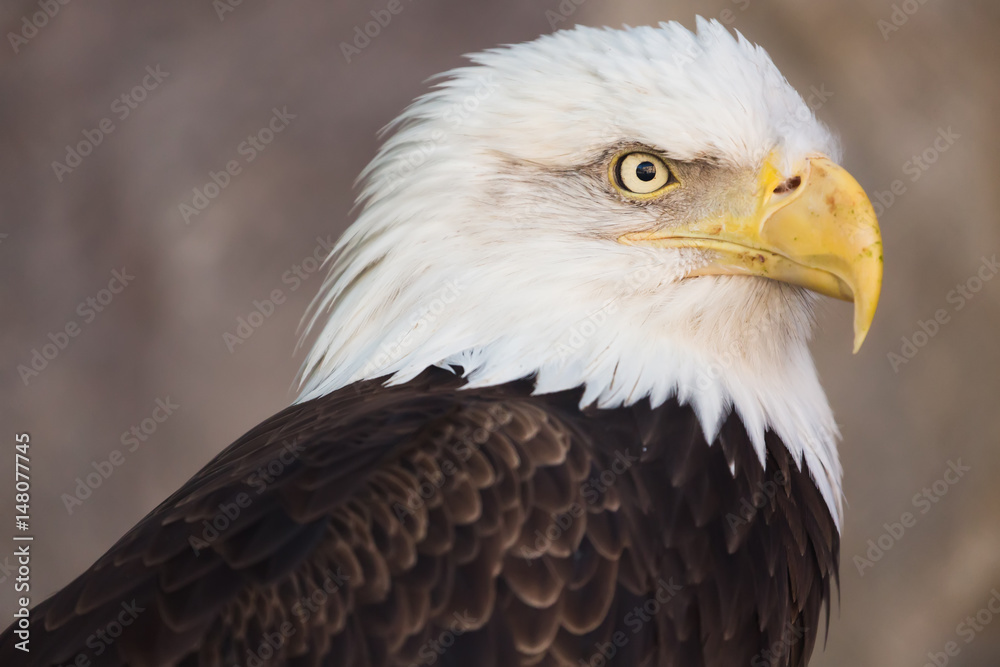 Portrait of a bald eagle. America national symbol. Latin name haliaeetus  leucocephalus foto de Stock | Adobe Stock