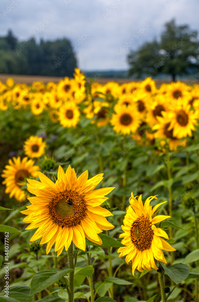 Field of sunflowers, Finland Field of sunflowers, Finland