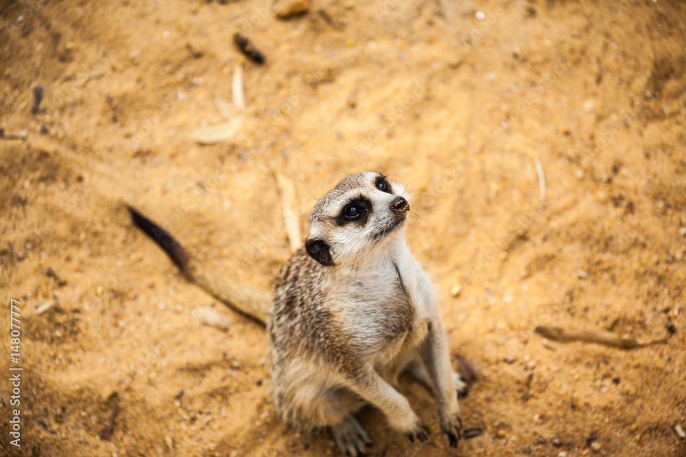Fototapeta premium meerkat