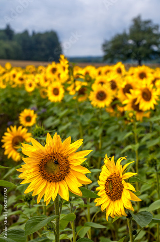 Field of sunflowers, Finland