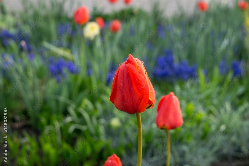Tulips in the park