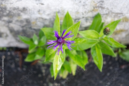 Purple flower. Slovakia photo