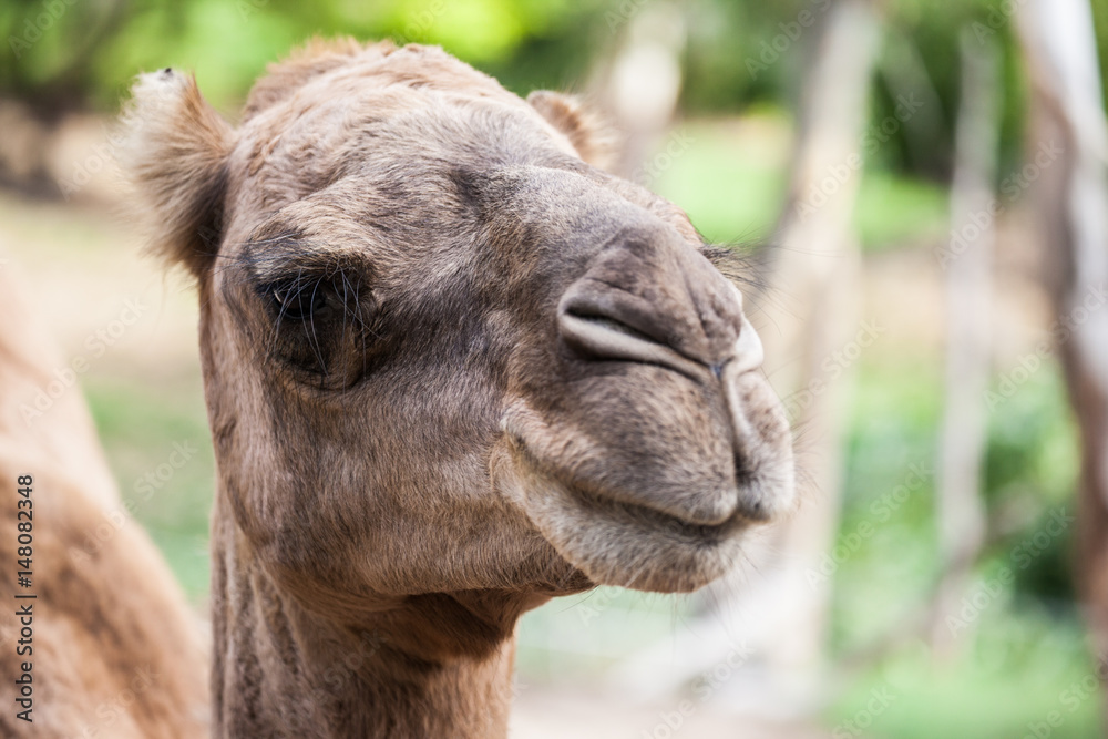 Fototapeta premium camel