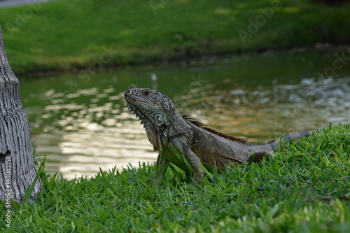 iguana