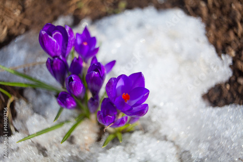 beautiful spring crocus flower on background image © solstizia