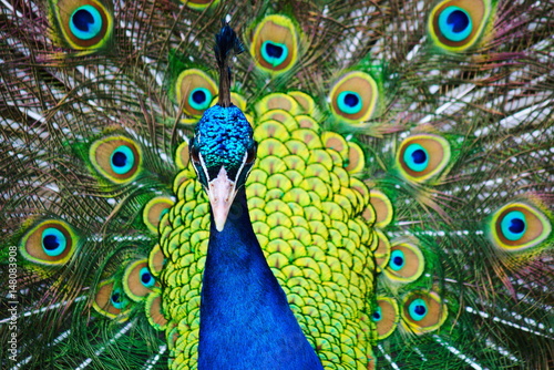 Peacock