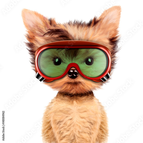 Funny dog in safety glasses Isolated on white