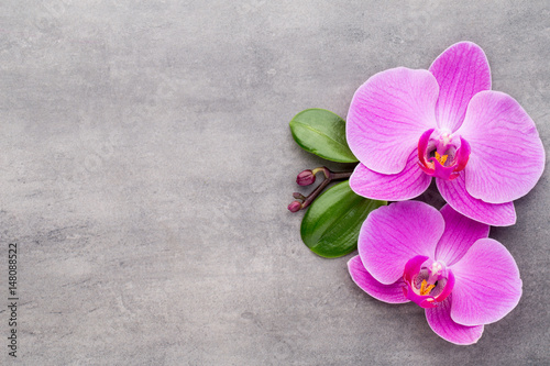 Pink orchid on the grey background.