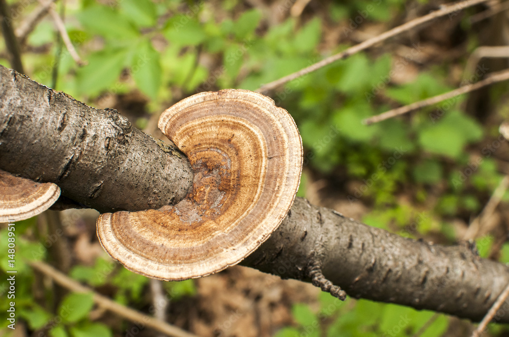 Wood fungi mushroom closeup on tree branch