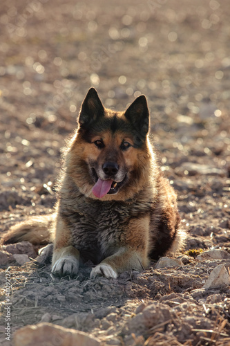 German shepherd dog on walk