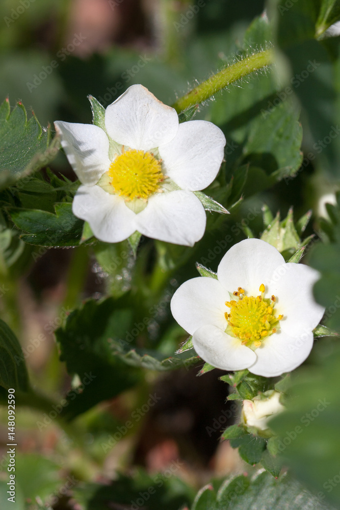 Closeup macro strawberry flower blossom at sunny summer day Closeup macro strawberry flower blossom at sunny summer day