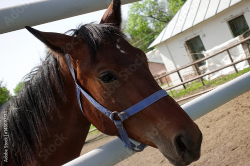 Portrait of a brown running horse on a farm