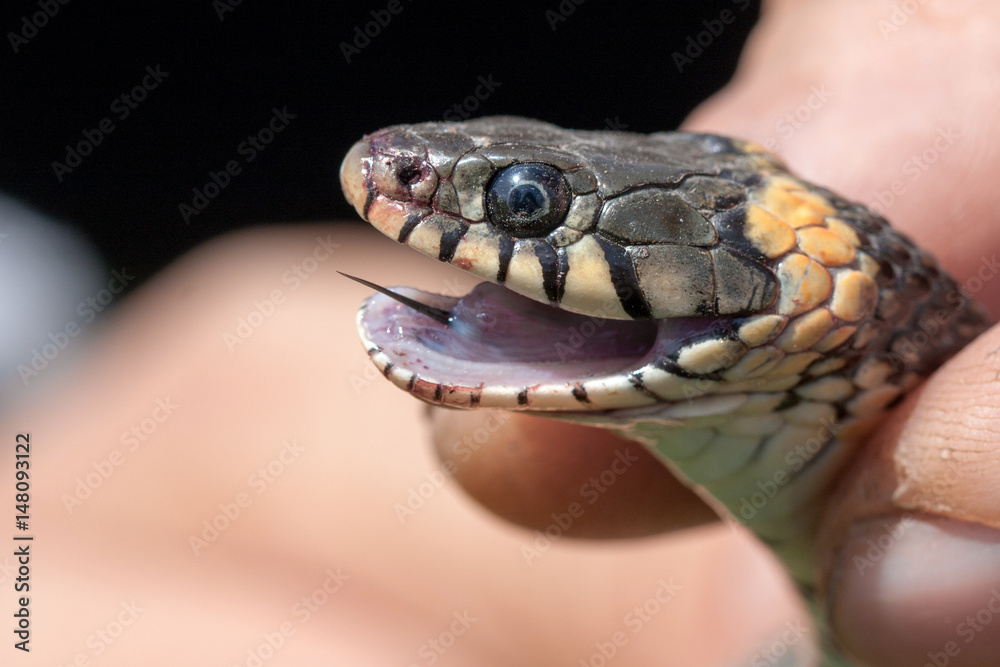 Grass Snake in the human hands. Natrix natrix Grass Snake in the human hands. Natrix natrix