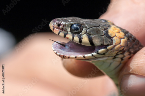 Grass Snake in the human hands. Natrix natrix
