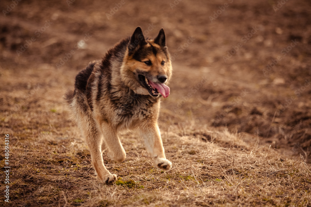 German shepherd dog on walk