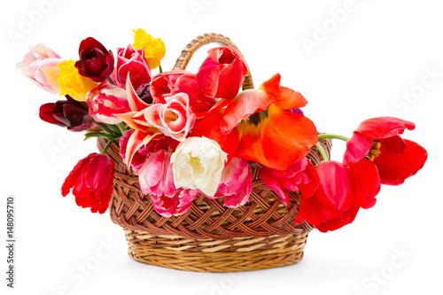 beautiful tulips of different varieties in a basket isolated on white background