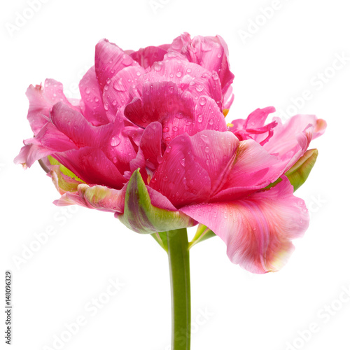 Fototapeta Naklejka Na Ścianę i Meble -  beautiful pink double peony tulip isolated on white