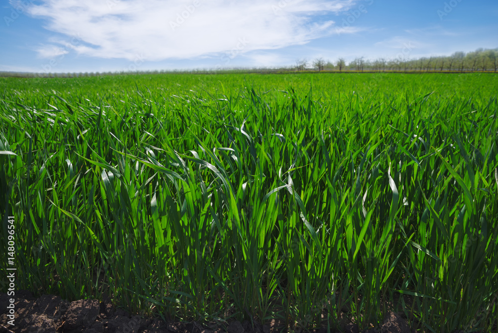 Agricultural rural background. Panoramic view to spring landscape in sunny day with a field of green winter wheat seedlings and blue sky. Agricultural rural background. Panoramic view to spring landscape in sunny day with a field of green winter wheat seedlings and blue sky.