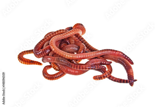 Red worms on a white background