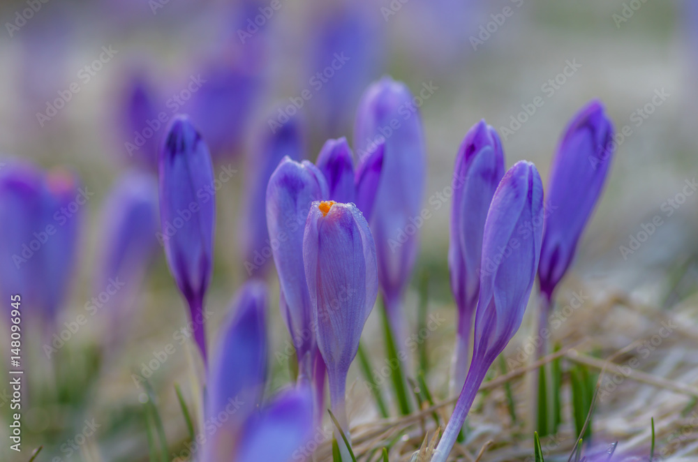 Blooming crocuses in spring, Chocholowska valley, Tatra mountains, Poland Blooming crocuses in spring, Chocholowska valley, Tatra mountains, Poland