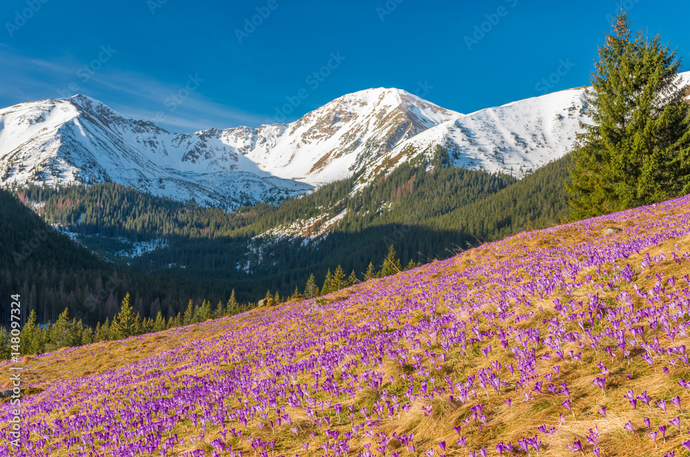 Tatra mountains, Poland, crocuses in Chocholowska valley, spring