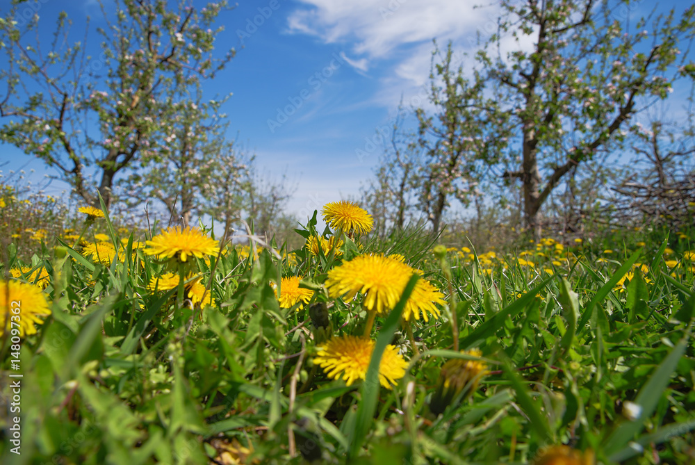 blossoming apple tree in orchard,spring theme,shallow dof blossoming apple tree in orchard,spring theme,shallow dof