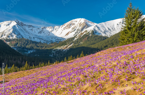 Tatra mountains, Poland, crocuses in Chocholowska valley, spring © tomeyk
