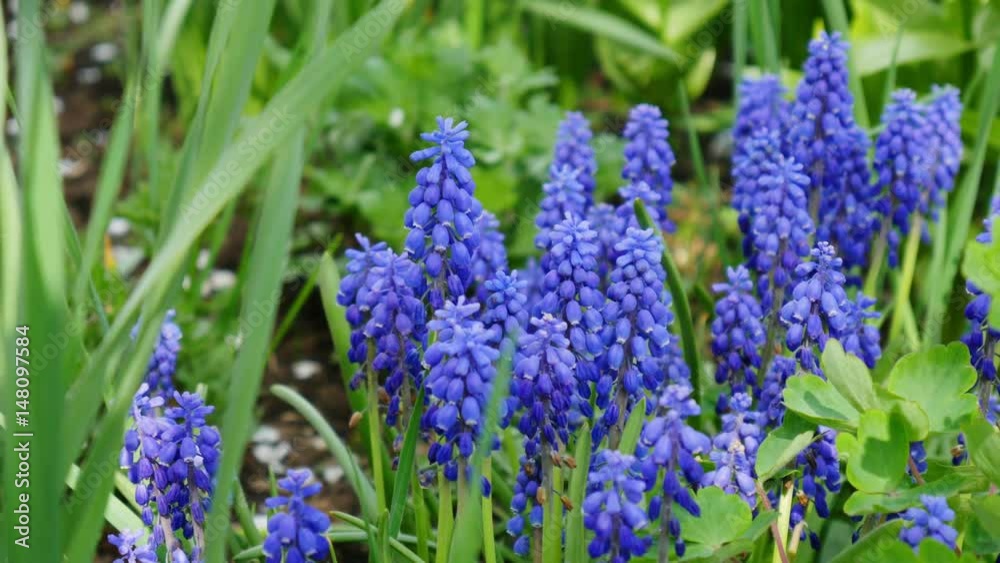 Muscari Comosum flowers Muscari Comosum flowers