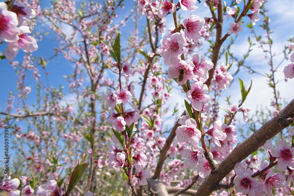 Apple orchard. Blossom tree over nature background. Spring flowers. Background Apple orchard. Blossom tree over nature background. Spring flowers. Background