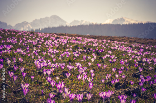 Tatra mountains, Poland, crocuses in Podhale region, spring, Giewont mountain in background