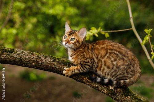 Bengal Cat Hunting outdoor, on branch tree, Nature green background