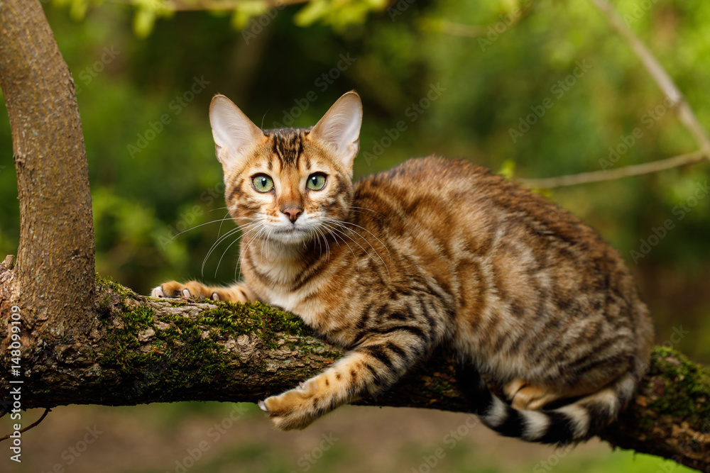 Bengal Cat Hunting outdoor, on branch tree, Nature green background