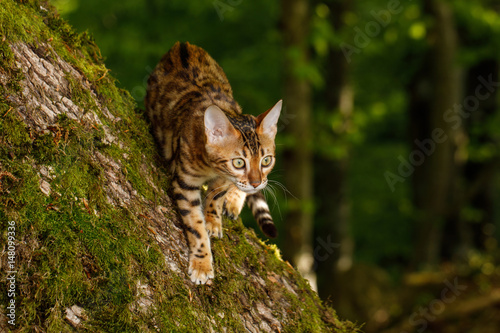 Bengal Cat Hunting in forest, Nature green background