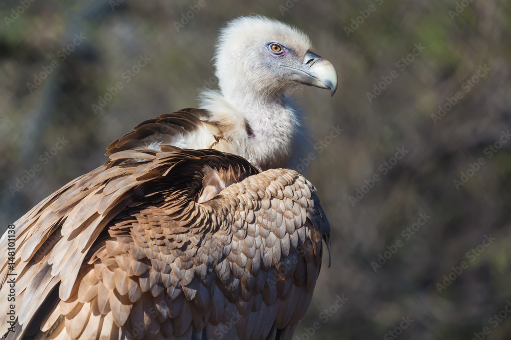 Closeup portrait of Griffon Vulture Gyps Fulvus on a blurred background Closeup portrait of Griffon Vulture Gyps Fulvus on a blurred background