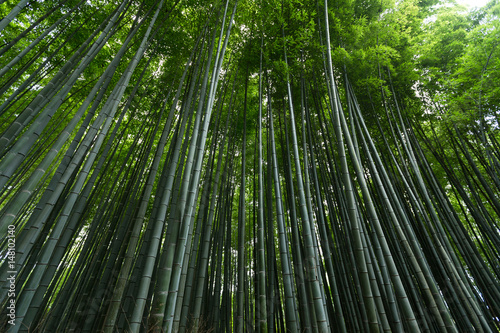 Las bambusowy