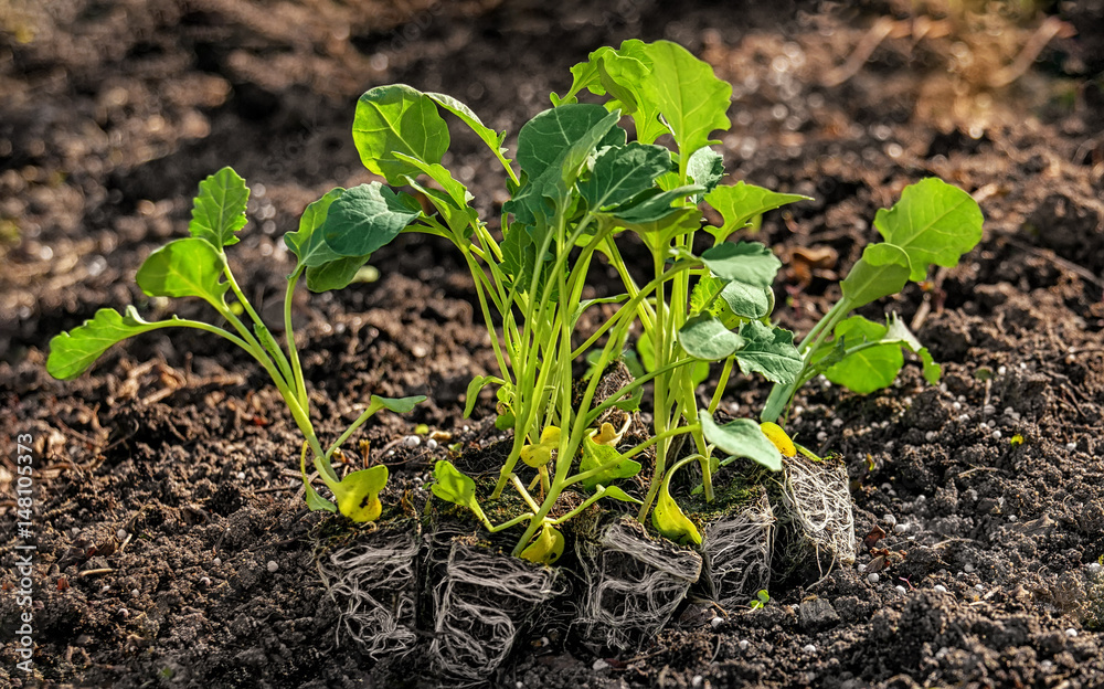 Cabbage seedlings with visible roots in prepared for planting of the ground on close examination, horizontal frame Cabbage seedlings with visible roots in prepared for planting of the ground on close examination, horizontal frame