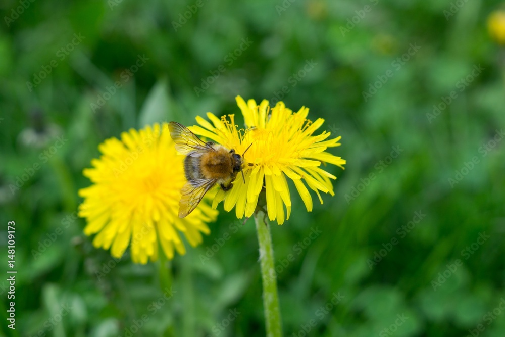 Bumblebee on dandelion