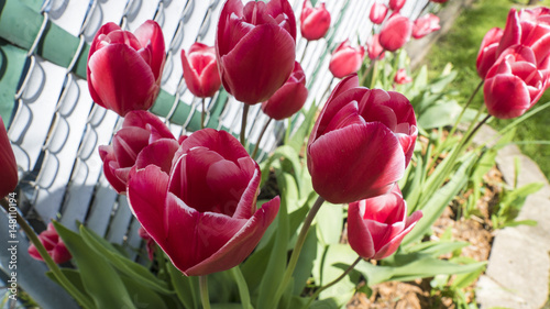 tulip flowers