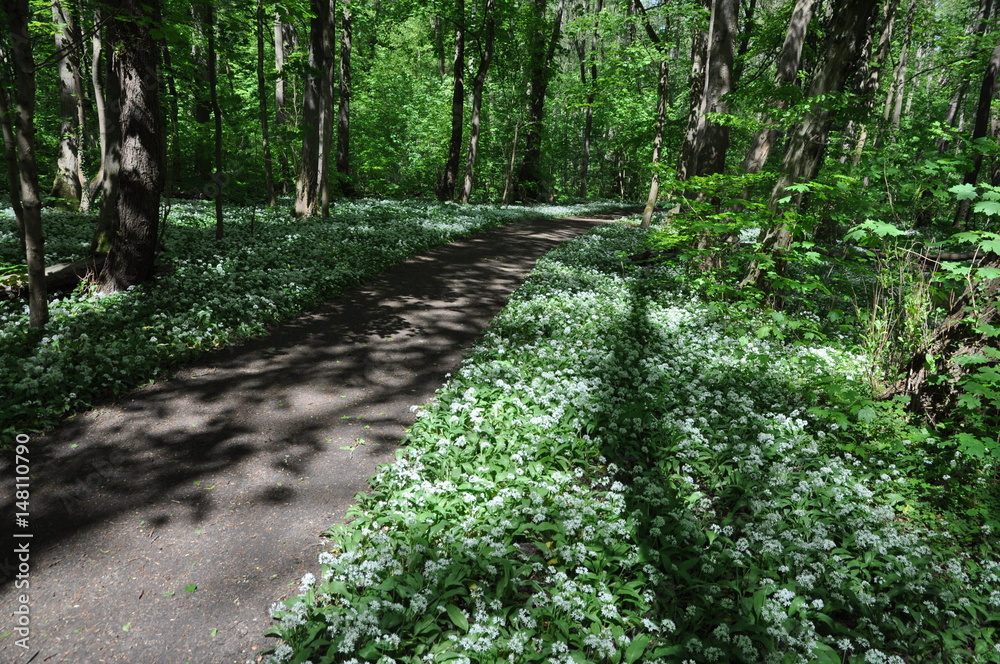 Obraz premium Bärlauch im Wald