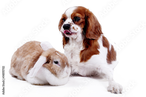 Fototapeta Naklejka Na Ścianę i Meble -  Dog bunny lop rabbit together. Animals pets loves each other.