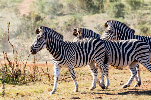 Zebras walking together