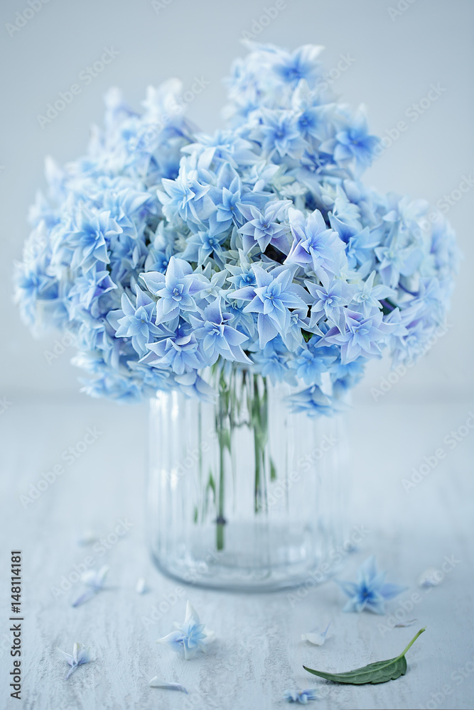 Obraz premium Beautiful blue hydrangea flowers close-up in a vase on a light background. 
