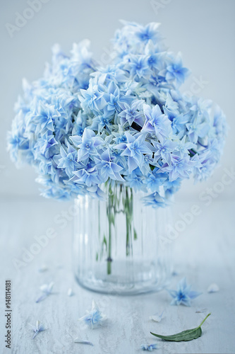 Beautiful blue hydrangea flowers close-up in a vase on a light background. 