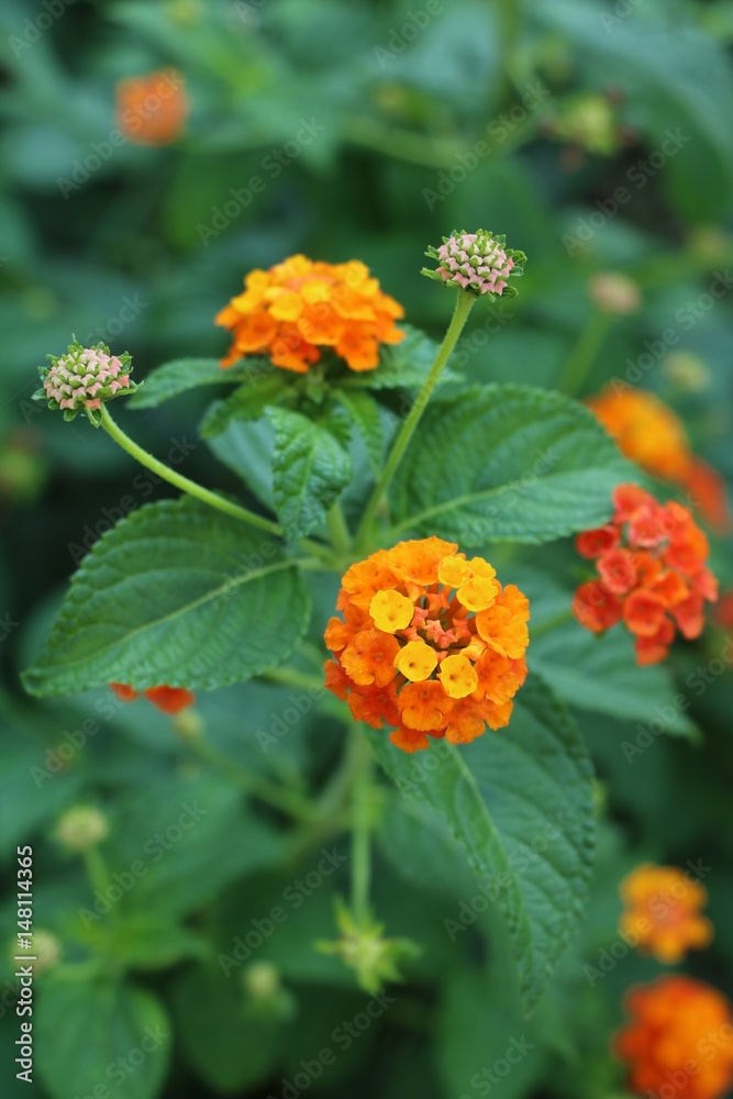 Lantana camara blooming orange Lantana camara blooming orange