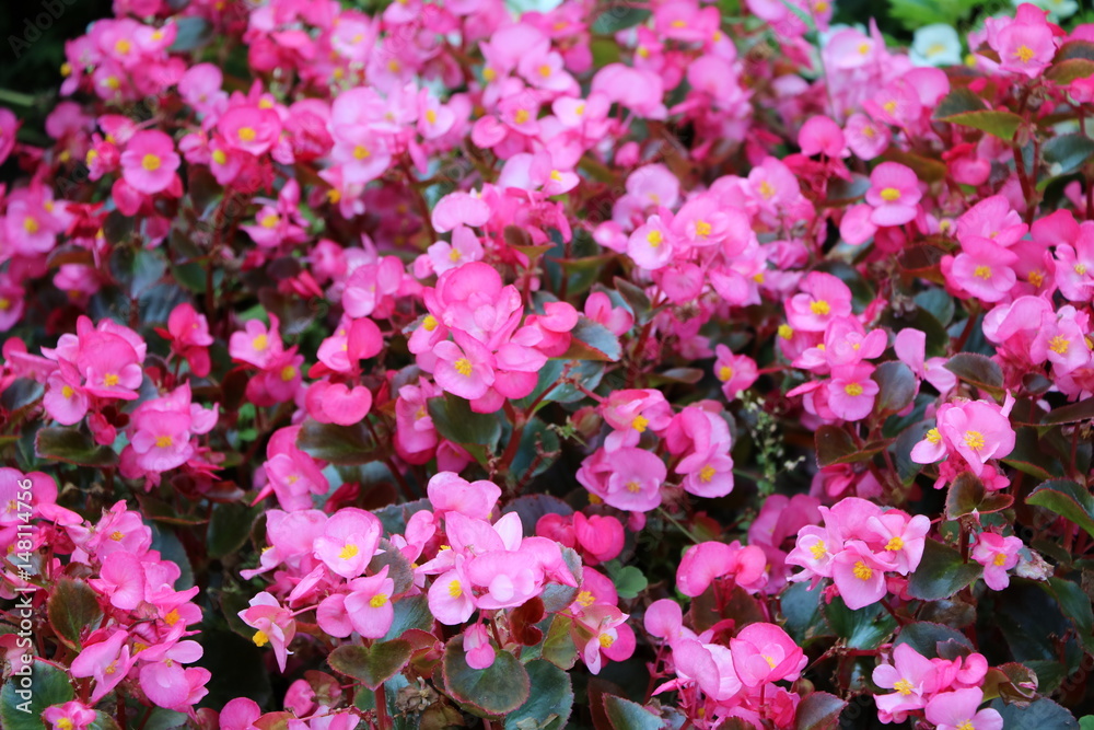 Pink flowering Semperflorens Begonia in Italy Pink flowering Semperflorens Begonia in Italy