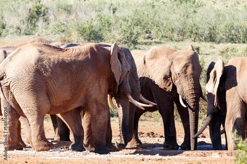 Fototapeta premium Elephants gathering at the dam