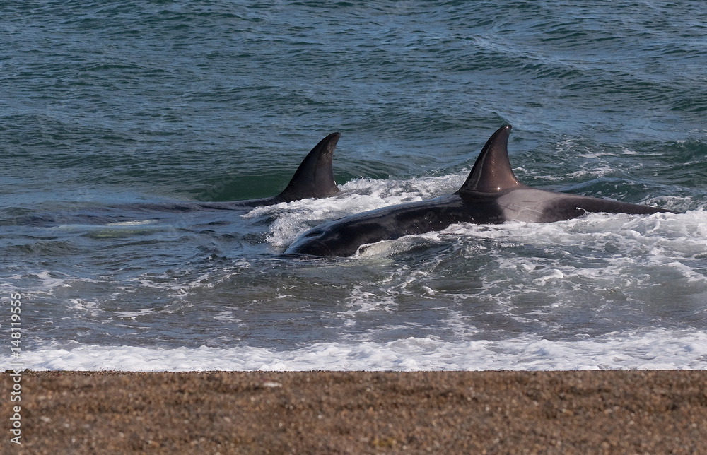 Fototapeta premium Killer Whale, Orca, hunting a sea lion pup, Peninsula Valdez, Patagonia Argentina