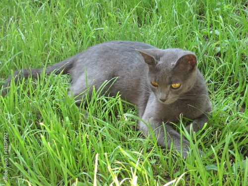 Fotografie Cat korat on the grass