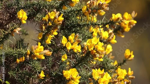 Gorse