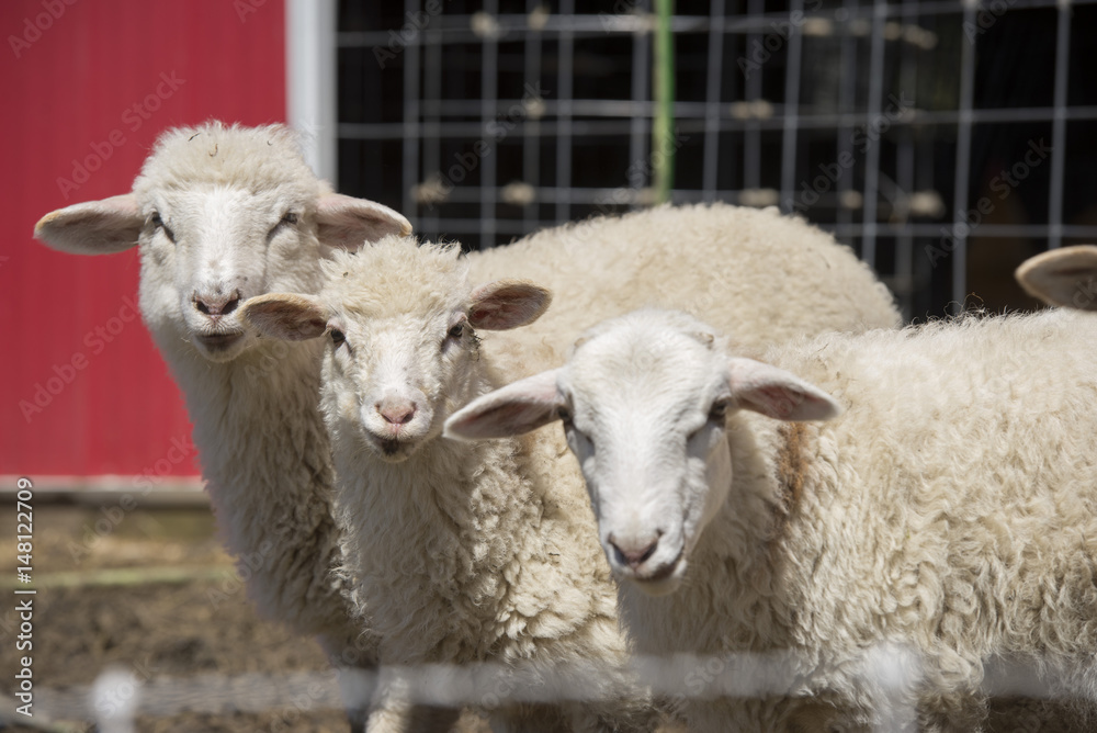 Obraz premium 3 sheep